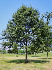 20140820-Northern Red Oak (1)