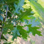 20140820-Northern Red Oak (2)