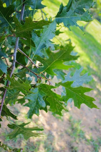 20140820-Northern Red Oak (2)