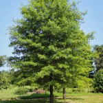 20140820-Pin Oak (1)