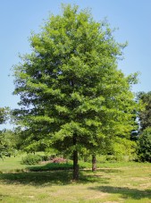 20140820-Pin Oak (1)