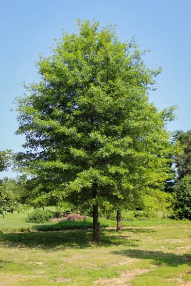 20140820-Pin Oak (1)