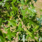 20140820-Pin Oak (2)