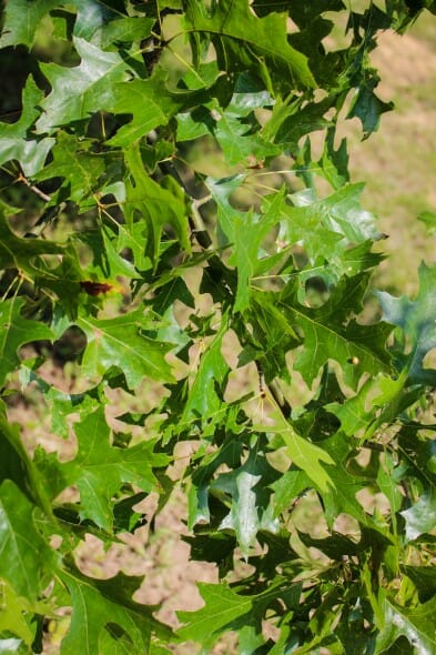 20140820-Pin Oak (2)