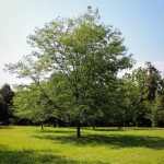 20140820-Single-stem Skyline Honeylocust (2)