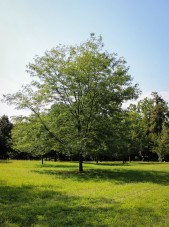 20140820-Single-stem Skyline Honeylocust (2)