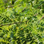 20140820-Single-stem Skyline Honeylocust (3)