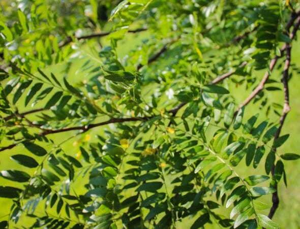 20140820-Single-stem Skyline Honeylocust (3)