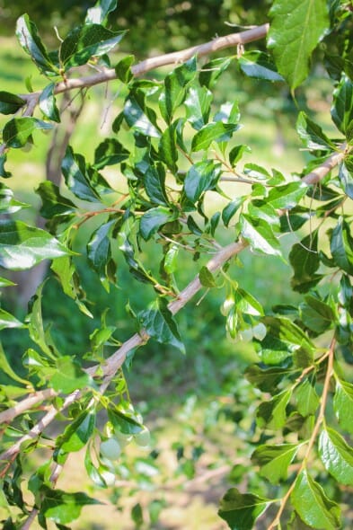 20140820-Snowcone Styrax (2)