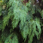 20140820-Weeping Alaskan Cedar