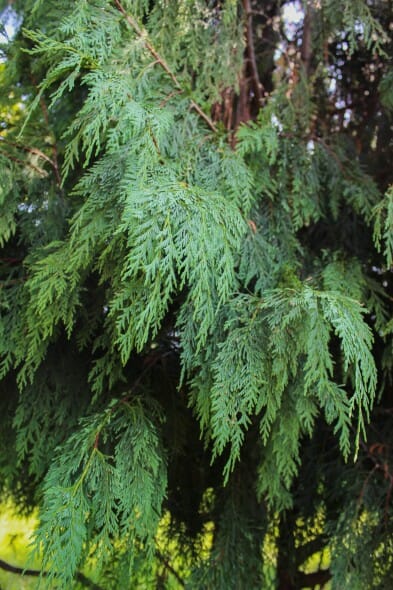 20140820-Weeping Alaskan Cedar