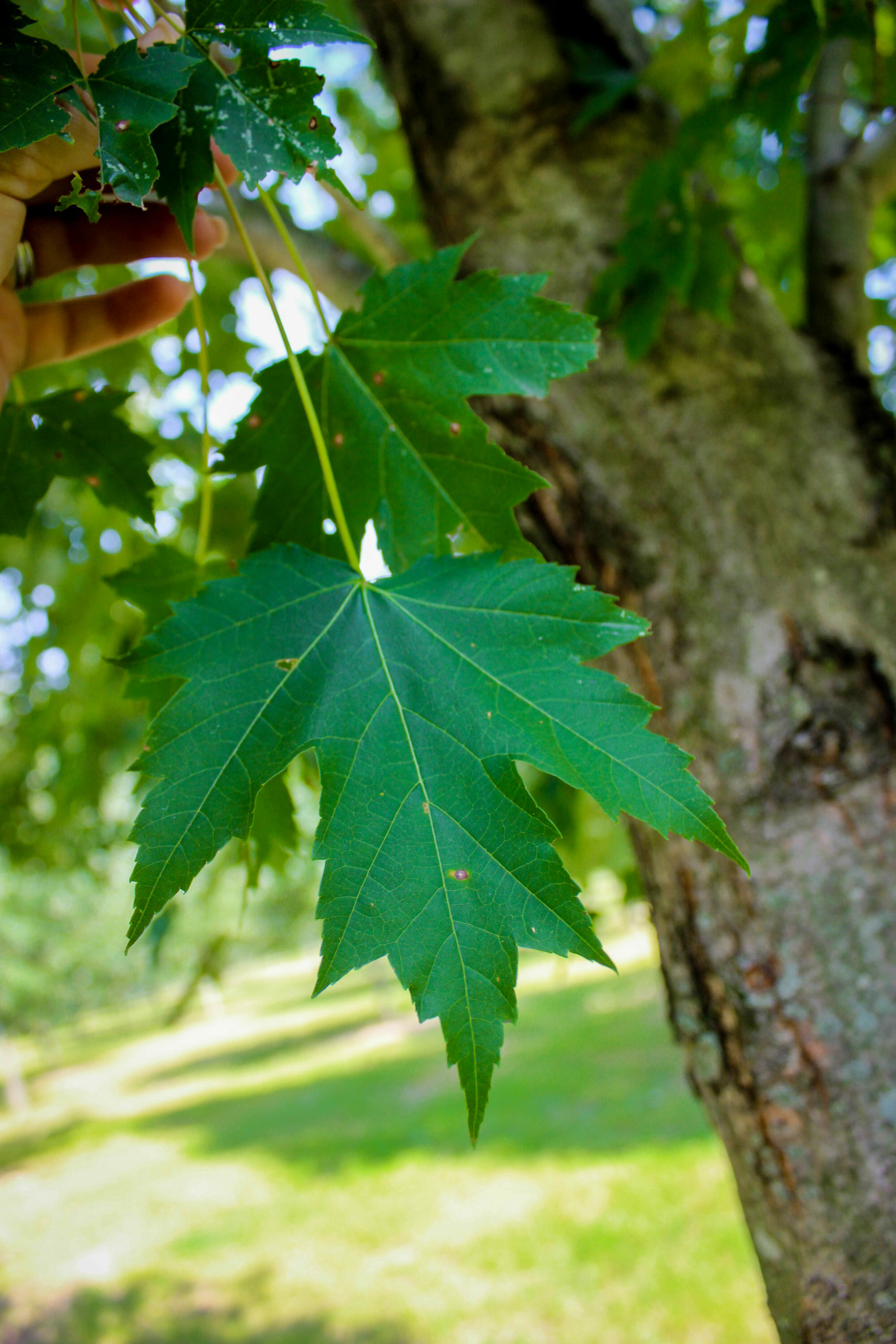 Armstrong Maple - Halka Nurseries