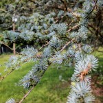 20140821-Blue Atlas Cedar (2)