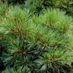 20140821-Dwarf Eastern White Pine