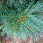 20140821-Fastigate White Pine