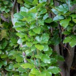 20140821-Green Pyramidal Beech