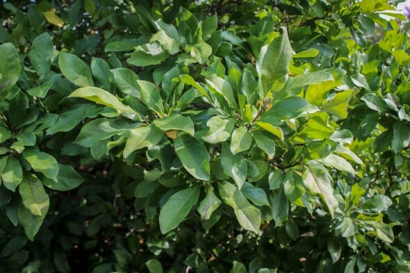 20140821-Royal Star Magnolia (3)