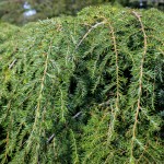 20140821-Weeping Canadian Hemlock (1)