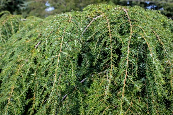 20140821-Weeping Canadian Hemlock (1)