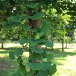 20140826-Autumn Gold Ginkgo