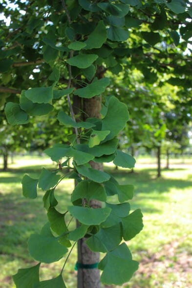 20140826-Autumn Gold Ginkgo