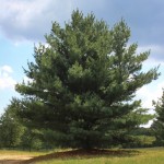 20140826-Eastern White Pine (1)