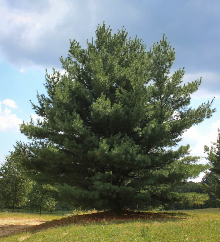 Eastern White Pine Halka Nurseries