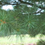 20140826-Eastern White Pine (3)