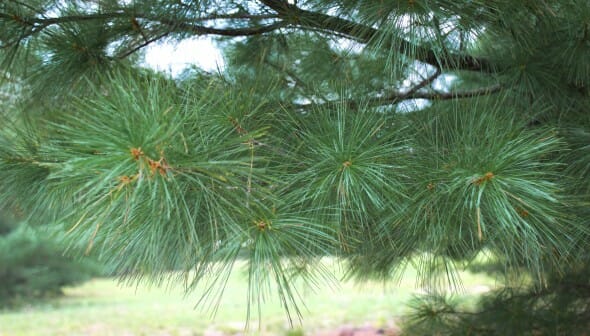 20140826-Eastern White Pine (3)