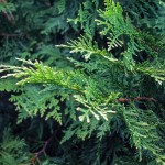 20140826-Elegant Arborvitae (1)