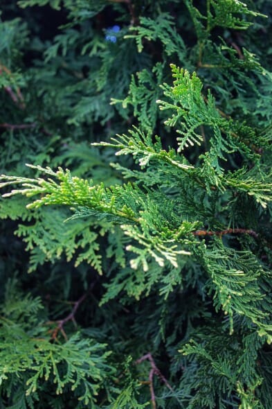 thuja elegantissima