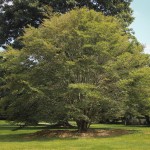 20140826-Fern Leaf Beech (1)