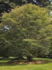 20140826-Fern Leaf Beech (1)