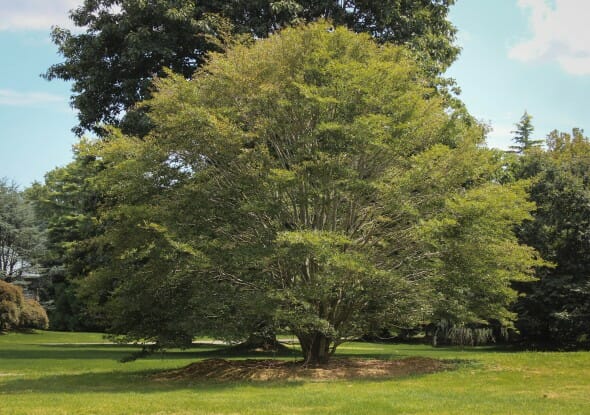 20140826-Fern Leaf Beech (1)