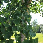 20140826-Halka Ginkgo (2)