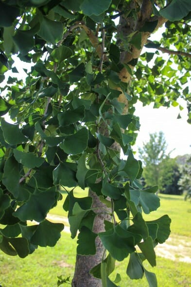 20140826-Halka Ginkgo (2)