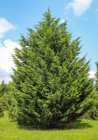 cypress leyland leylandii cupressocyparis evergreen growing evergreens halkanursery