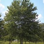 20140826-Multi-stem Red Sunset Maple