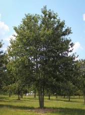 20140826-Multi-stem Red Sunset Maple