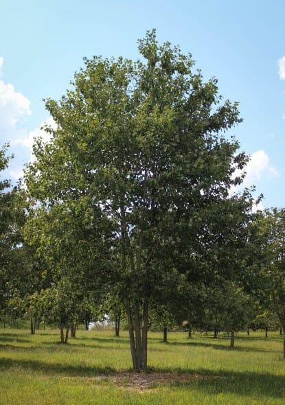 20140826-Multi-stem Red Sunset Maple