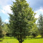 20140826-Persian Parrotia (1)