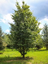 20140826-Persian Parrotia (1)