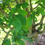 20140826-Persian Parrotia (2)