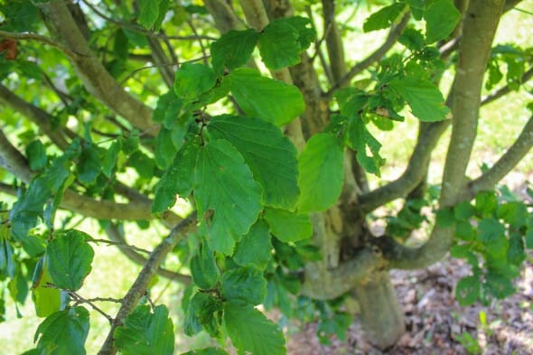 20140826-Persian Parrotia (2)