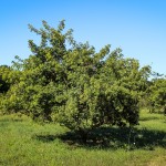 20140827-Chinese Fringe Tree (1)