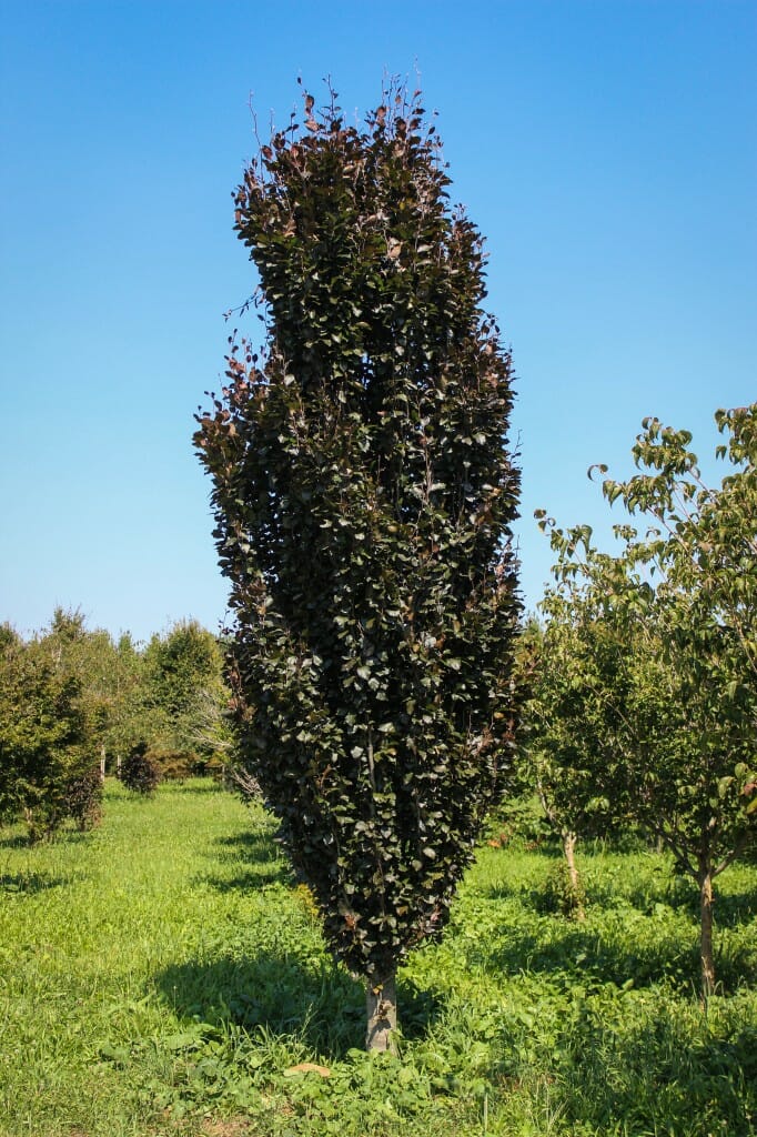 Dawyck purple beech halka nurseries