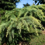 20140827-Golden Deodar Cedar (2)