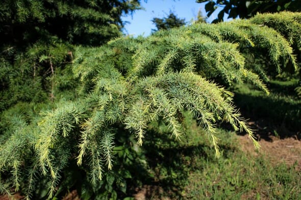 20140827-Golden Deodar Cedar (2)