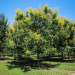 20140827-Golden Raintree (1)