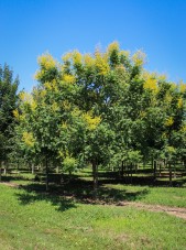 20140827-Golden Raintree (1)